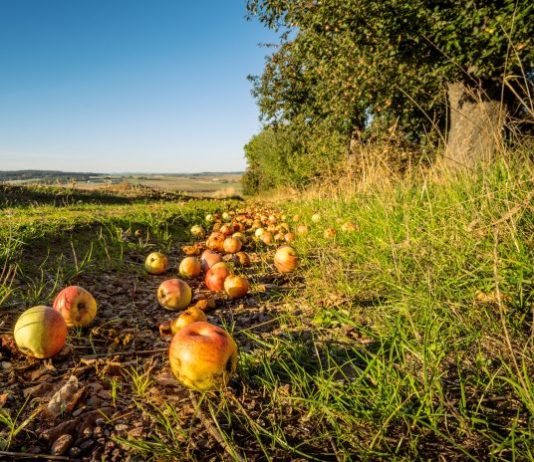 Conveni Col·lectiu Agropecuari de Catalunya